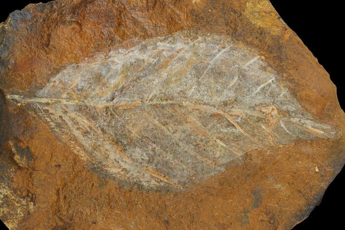 Paleocene Fossil Leaf (Averrhoites) - North Dakota #95507